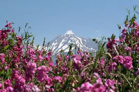 Mount Shasta flowers and summit
